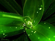 I am a flowers of
Mohammad Bayazeed Khan Panni (The Leader of The Time)
www.hezbuttawheed