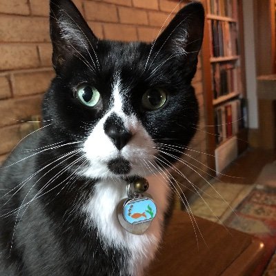 I'm an 12 year old tuxedo cat. I was at the humane society when I was 4 but have been in my current home since then. #CatsOfTwitter #Cats