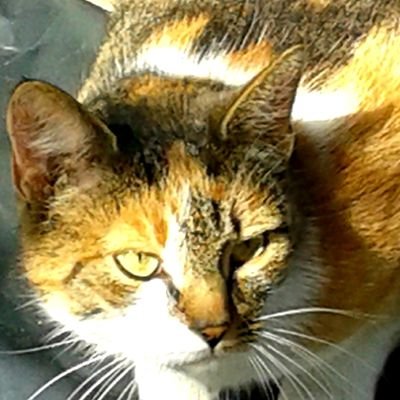 Margot08705234's profile picture. 🌷 🇫🇷 l'extrême milieu 🇬🇧 free spirit 🇵🇱 polska jest takim krajem gdzie żadna moda nie przemija bez echa 🦅🇪🇺🌏🌷