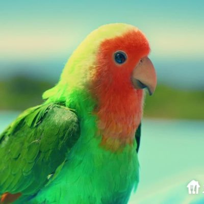 chocolateislyf's profile picture. 