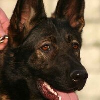 PATRICIA LANE - @care4k9s Twitter Profile Photo