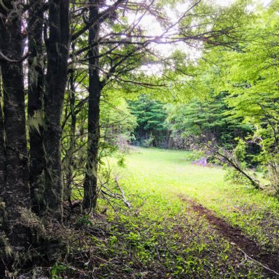 coyhaiquina123's profile picture. .