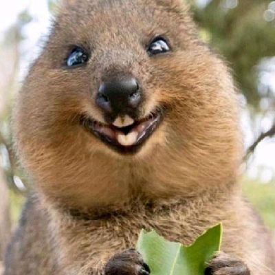 Gia70665807's profile picture. Étudiant en informatique (Génie logiciel)