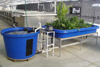 Aquaponicworld - The UK's leading advice for Aquaponic growers in the UK