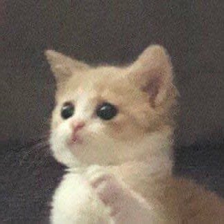 Steven_Werr's profile picture. 🦡🦡🦡🦡🦡