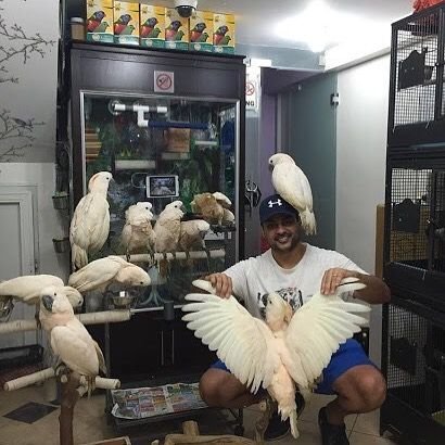 we are well specialized in Breeding and sales of healthy pet parrots such as African grey, Macaws, Cockatoo and Amazons. Shipping and home delivery available.