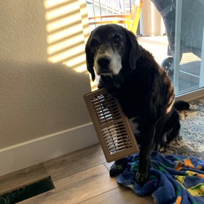 goarizcats's profile picture. | Adopt a Senior or Rescue Dog | Go Rockies! Mountains and ⚾️.