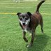 Dudley the Dog (@cdmathews333) Twitter profile photo Dudley the Dog (@cdmathews333) Twitter profile photo