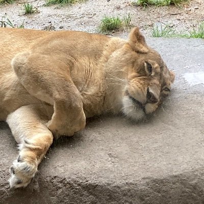 カクヨム、ノベルアップ、アルファポリス、なろうとかとかで小説を投稿してます！よろしくお願いします！ https://t.co/tWBTI0nkIk