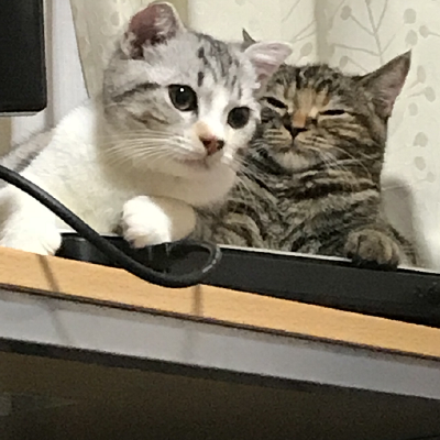 kazu8_narita's profile picture. 30代フリーランスエンジニア…から最近法人成りした1人社長のアカウント。技術関連のリポスト中心です,,,. たまに要員募集など書き込みます。