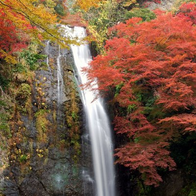 大阪府の北摂地域にある #箕面 （みのお）市
箕面市観光協会の公式アカウントです。

詳しい情報は、ぷらっと箕面さんぽ（箕面市観光協会）まで https://t.co/s9SGYNa70Z