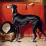 Merc_Eos's profile picture. 👑 royal gossip enthusiast. greyhound/sighthound fan. love all animals. 🐾 simpsons aficionado. 🍩 may be a hockey fan. 🏒