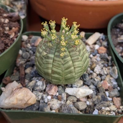 growing tips,rare species,not forgetting all that facilitates the smooth growth can be made easy if you comment.Also we have caudex plants and agave available