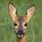 ATReerink's profile image