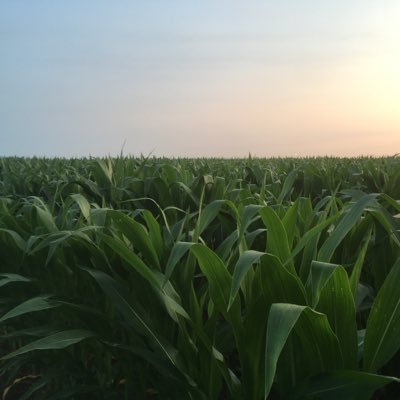 FossilizedEgg's profile picture. 