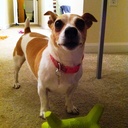 Lucy Jorge Dog - @LucyJorge - Twitter