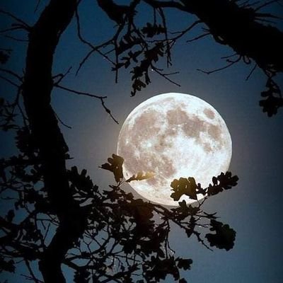 _Rana404's profile picture. ~Sometimes love is cute but deadly~