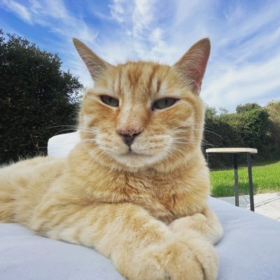 paulpog27344207's profile picture. Vous voulez miner des crypto avec votre iPhone ?! Et surtout ça soulage les hôpitaux en minant du π c’est ici : https://t.co/1lQJd6F3z9 Code invitation : Gogroscoins