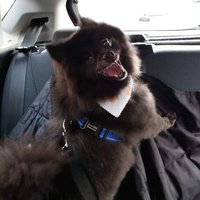 Suki the rescue Pomeranian(@Suki40858414) 's Twitter Profile Photo