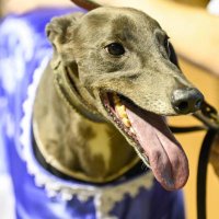 Team Sharp Greyhound Racing (@sharpgreyhounds) 's Twitter Profile