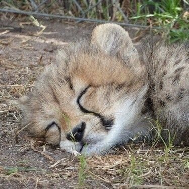 cheetahcub_love's profile picture. 0.5이상 거래 / 영상 🙅🏻‍♀️ 사진🙆🏻‍♀️ / 배송비 0.2 / 계좌나 인증 받고 잠수, 찔러보기 차단 / 환불 불가 / 반드시 즉입 가능할 때 디엠주세요 (❗️DM only when you can transfer right away❗️)