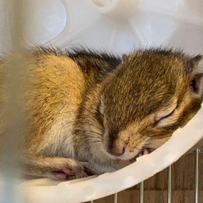 主に交換さがしているアカウント🔅いろいろなおたく🔅