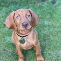 HuxleytheVizsla(@HuxleytheVizsla) 's Twitter Profile Photo