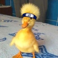 Quaker (@quaker_fn) 's Twitter Profile