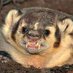 AnarchoBadger🇸🇴 (@badgeranarcho) Twitter profile photo AnarchoBadger🇸🇴 (@badgeranarcho) Twitter profile photo
