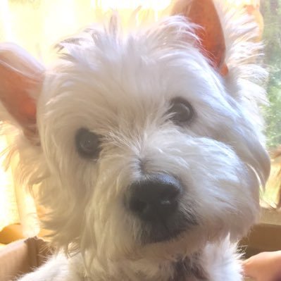 reo727's profile picture. ウエスティ（犬）とトイプーとリアル脱出ゲームとアランジアロンゾとゲーム大好き(・∀・)ゲーム名も【しろいぬ】が多いです。 最近は愛車（シエンタ　ガソリンGグレード7人乗り）で遠出することが多く、日常のつぶやきが多いです。ディズニーはもともと好きだけど近年さらに行く回数がふえました。