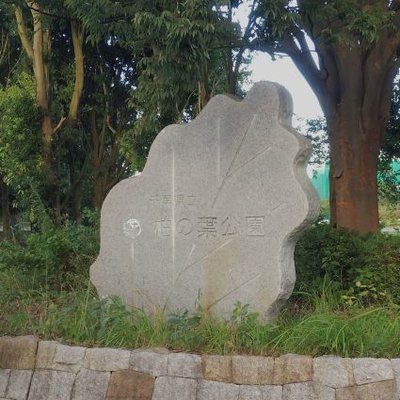 【糸魚川真柏】 値下げ交渉⭕️ muji@TX13 (@ezt01346) / X