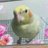 石瀧ぴーすけのアイコン