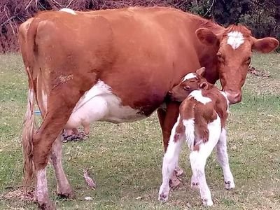 Kibet45182710's profile picture. 