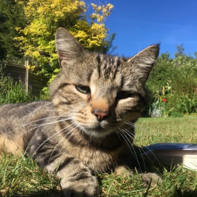 Owned by 4 cats: Ouzo, Hennessy, Halfa & George.    RIP Kebab & Morgan.
