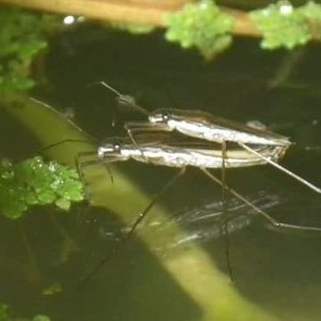 amenbo_otaku's profile picture. 身近な生きものが大好きです🐢【関心のあるキーワード】～水生昆虫(ﾄﾝﾎﾞ、ﾔｺﾞ、ｱﾒﾝﾎﾞ、ｹﾞﾝｺﾞﾛｳ)・直翅類・両生類・水辺の鳥・淡水魚・ビオトープ・湿地・ミズギワ・保全・生活史・観察と記録🍀🌱
      
　　　　　　　　　　＊画像の無断転載はご遠慮下さい＊