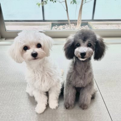 hattan_yuchan's profile picture. もっちゃんが世界でいちばんカッコいい🐻秦基博/Gibson 65’J-45/Gibson Hata Motohiro J-45/Maton MH signature/Mini Maton/Switch🌳🕊