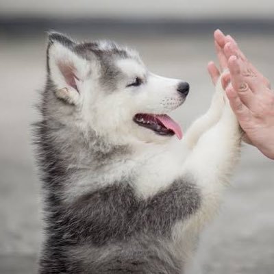 MoranHuskyさんのプロフィール画像