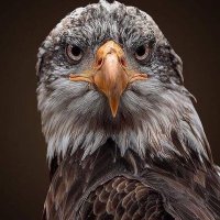 khalil abo ibrahim (@khakhef) 's Twitter Profile