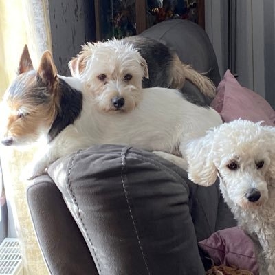 Welcome to our happy home … where the 3 dogs Scampi Gizmo and Scruffy run the house and Sharon Mike and Nanny just run around after us