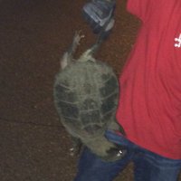 DigDeeperD225 (@digdeeperd225) 's Twitter Profile