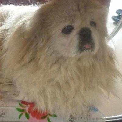 Gaoyifei1011's profile picture. 路漫漫其修远兮，吾将上下而求索