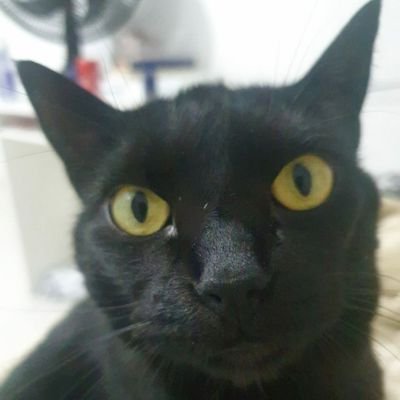 lbrasil_rj's profile picture. 