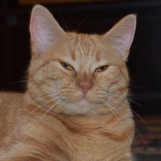 Person by day, also a person by night. What did you expect? PhD in Biomedical Engineering. Feminist. Cat lover. She/her.