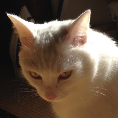 猫が好き！ねこ！ねっこ！ねこちやん！