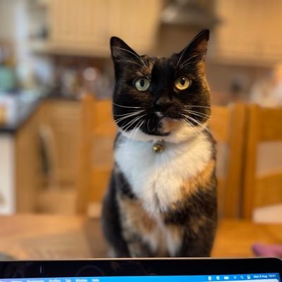 Hi my name is Smidge I’m a 10 year old cat. I enjoy sleeping, supervising my Mum and Dads work meetings and most of all I enjoy food.