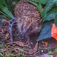 Hedgehog Watch(@HedgehogWatchEB) 's Twitter Profile Photo