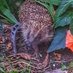 Hedgehog Watch (@hedgehogwatcheb) Twitter profile photo Hedgehog Watch (@hedgehogwatcheb) Twitter profile photo