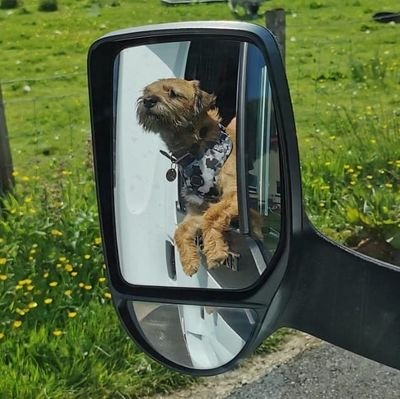 Mr Green now known as Eddie, Eddie Boy, Eddie Bear, Baby Dog etc... The most cuddly pup in the whole world. @OttaBoss @fleurrbie #BTposse #OttaPupWatch 💚
