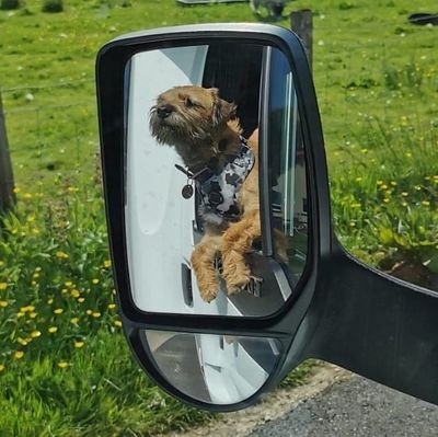 Mr Green now known as Eddie, Eddie Boy, Eddie Bear, Baby Dog etc... The most cuddly pup in the whole world. @OttaBoss @fleurrbie #BTposse #OttaPupWatch 💚