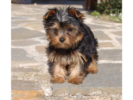 PukitoGrillo's profile picture. Mercenario IT y de Baile